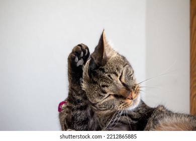 Close Up View Of A Gray Striped Tabby Cat Relaxing In An Indoor Carpeted Platform Cat Tree, Washing His Ears