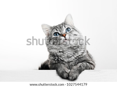 Close up view of Gray tabby cute kitten with blue eyes. Pets and lifestyle concept. Lovely fluffy cat on grey background.
