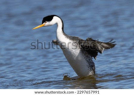 Close view of a Clark’s grebe flapping his wings, seen in a North California marsh
