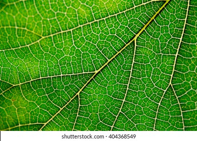 284,453 Plant veins Images, Stock Photos & Vectors | Shutterstock