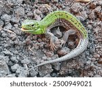 Close up view of a green lizard on the ground. A small lizard with its mouth open.