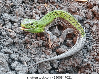 Close up view of a green lizard on the ground. A small lizard with its mouth open.