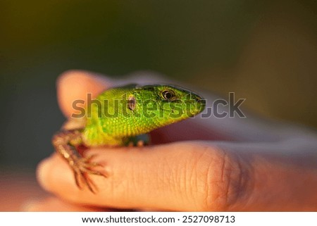 Close up view of a green lizard on the ground. A small lizard with its mouth open.