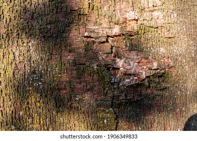 A Close Up View Of Green Moss That Has Coved The Side Of A Wooden Door And Started To Peel Away The Wood 