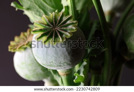 Similar – Image, Stock Photo poppy seed capsules picked