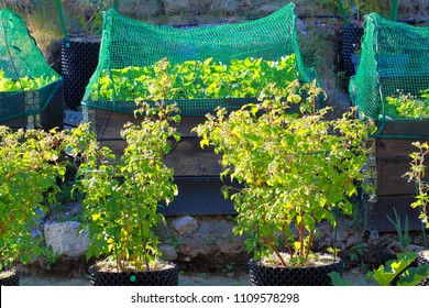 Close Up View Of Green Raspberry Bushes In Plastic Pots. Strawberry Growing In Pallet Collar Covered With Net Protection Against Birds.