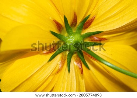 Close up view of the green sepals and stem on the underside of a blooming yellow cosmos flower.