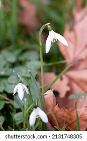 Close up view at ground level of snowdrops growing among fallen leaves in churchyard. Scientific name Galanthus nivalis.