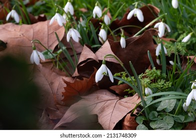 Close up view at ground level of snowdrops growing among fallen leaves in churchyard. Scientific name Galanthus nivalis.