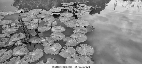 Close up view of a group of lotus water plants and the reflection of sky clouds in the pond water in the garden in monochrome. Black and white. - Powered by Shutterstock