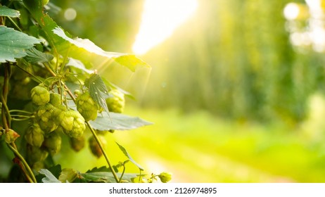 Close Up View Of Growing Hop Flowers, Lit By The Rays Of Sun. Hop Crop In The Middle Of The Summer, Warm Sunny Day. Hops Field For Beer Production, Detailed View.