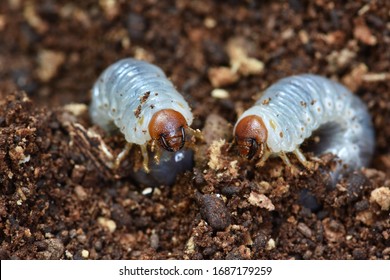 Close up view  Grub worms  on the ground . Larvae  of golden stage beetle  - Shutterstock ID 1687179259