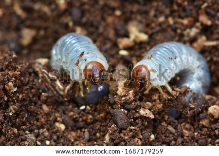 Close up view  Grub worms  on the ground . Larvae  of golden stage beetle 