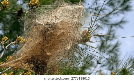 Close view of a gypsy moth
 pine processionary caterpillar nest on a pine branch, fine silk webbing among needles and buds, outdoor woodland scene with natural light