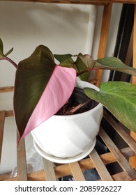 Close up view of halfmoon philodendron pink pincess