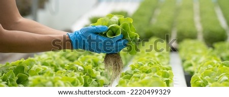 close up view hands of farmer picking lettuce in hydroponic greenhouse.