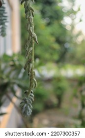 Close View Of Hanging Succulent Leaves 