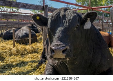 Close View Of The Head Of A Black Aberdeen Angus Cow Locked Up In A Pen For Sale