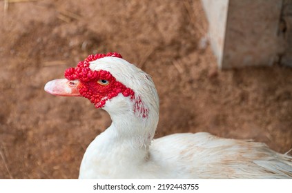 Close Up View Of Head A Male Duck Have Distinctive Characteristics. Which Has Rough Face Or Red Wattle And Big Body Size. Therefore Suitable For Use As A Good Breeder.