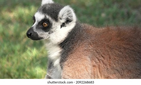 close up view of head of a ring-tailed lemur of Madagascar, a strepsirrhine primate. Lemur catta species from island of Madagascar in Africa.
