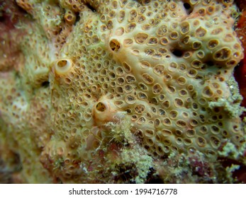 Close Up View Of A Hemimycale Columella, Detailed Photo Of A Pink Sea Sponge