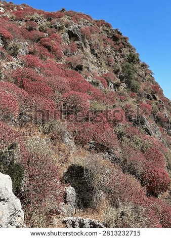 A close view highlights dense red Mediterranean shrubs carpeting fractured limestone, interrupted by a few resilient trees rooted in narrow rock crevices.