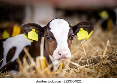 Close up view of holstein calf lying in straw inside dairy farm. - Shutterstock ID 2223584821