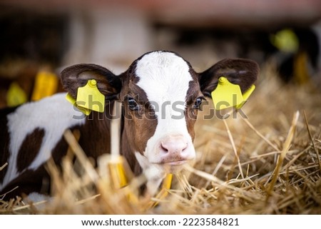 Close up view of holstein calf lying in straw inside dairy farm.