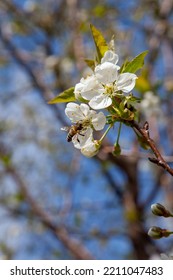 Close up view of honeybee on white flower of cherry tree blossoms collecting pollen and nectar to make sweet honey. Small green leaves and white flowers of cherry tree blossoms at spring day in garden