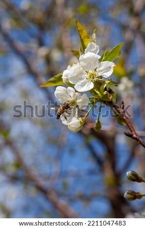 Close up view of honeybee on white flower of cherry tree blossoms collecting pollen and nectar to make sweet honey. Small green leaves and white flowers of cherry tree blossoms at spring day in garden