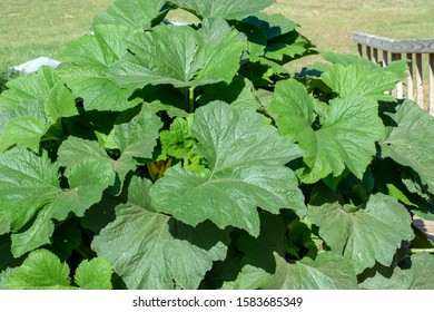 A Close Up View Of Huge Zucchini Leaves In A Southwest Missouri Backyard Garden Next To A Stairway Rail. Bokeh Effect.