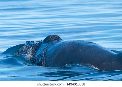 Close Up View Of A Humpback Whale Head And Blowhole Near Husavik, Iceland