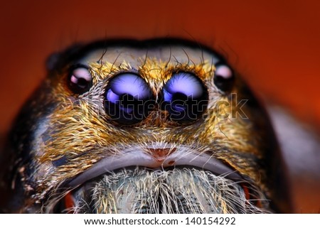 Close up view of Hyllus Diardy jumping spider (biggest jumping spider in the world)