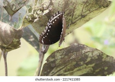 Close Up View Of Hypolimnas Anomala Butterfly