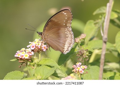 Close Up View Of Hypolimnas Anomala Butterfly