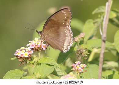 Close Up View Of Hypolimnas Anomala Butterfly