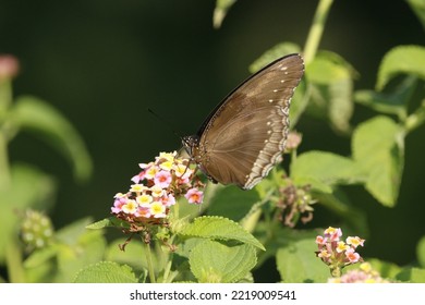 Close Up View Of Hypolimnas Anomala Butterfly