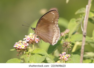 Close Up View Of Hypolimnas Anomala Butterfly