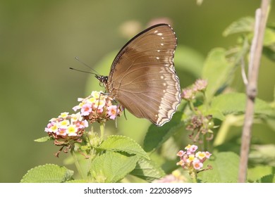 Close Up View Of Hypolimnas Anomala Butterfly