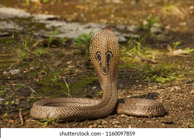 Close view of Indian cobra, Naja naja, also known as the Spectacled cobra, Asian cobra or Binocellate cobra, India