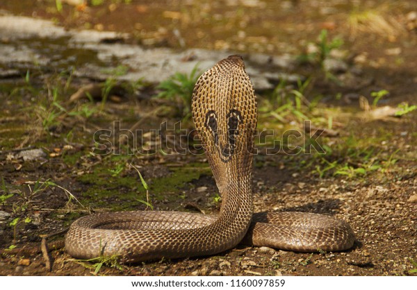 Close view\
of Indian cobra, Naja naja, also known as the Spectacled cobra,\
Asian cobra or Binocellate cobra,\
India