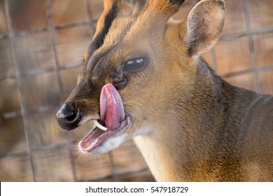 Close Up View Of A Indian Muntjac Deer In Captivity.