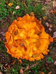 A Close Up View Of A Jack O' Lantern Mushroom