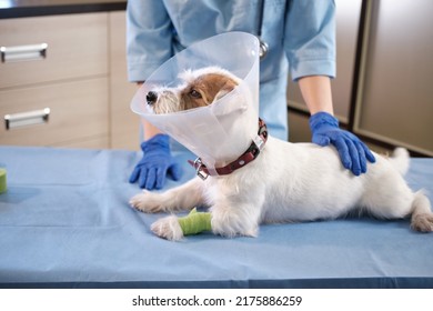  Close up view of jack russell dog in veterinary collar lies in clinic on table. health care pets - Shutterstock ID 2175886259