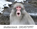close up view of Japanese Macaque. Macaca Fuscata