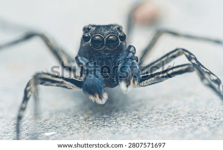Close up view of a jumping spider showing its large front eyes and hairy pedipalps, patiently waiting or observing. Thailand photography, no generative ai