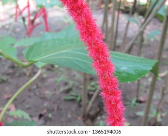wallpapers Background Kayu Putih Bunga https www shutterstock com image photo close view kayu putih bunga merah 1365194006