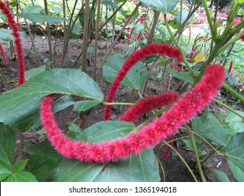 pics Background Kayu Putih Bunga https www shutterstock com image photo close view kayu putih bunga merah 1365194018