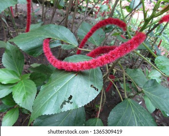 pic Background Kayu Putih Bunga https www shutterstock com image photo close view kayu putih bunga merah 1365309419