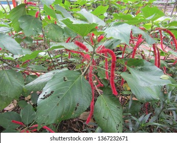 pix Background Kayu Putih Bunga https www shutterstock com image photo close view kayu putih bunga merah 1367232671